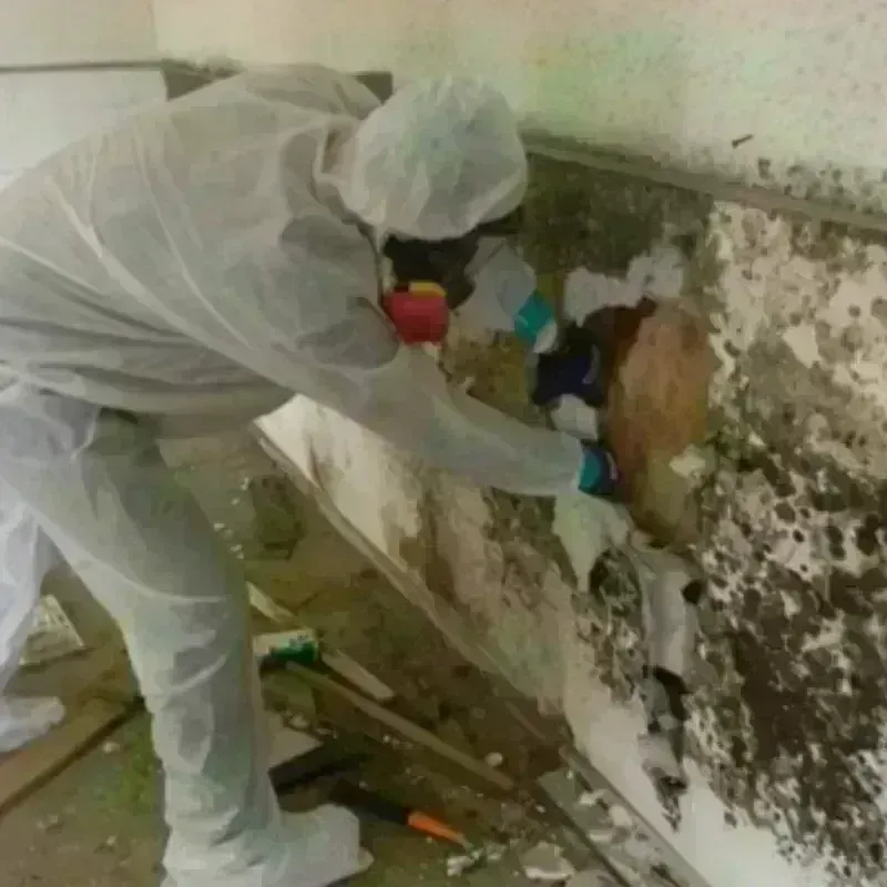 Mold Remediation and Removal in City of Covington, VA